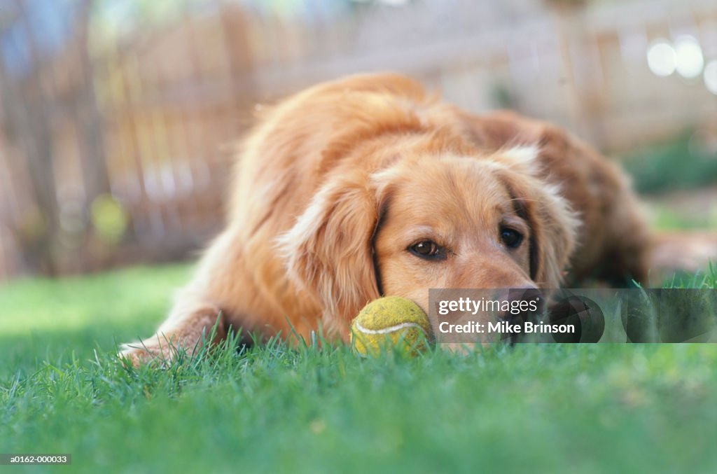 Golden Retriever with Ball