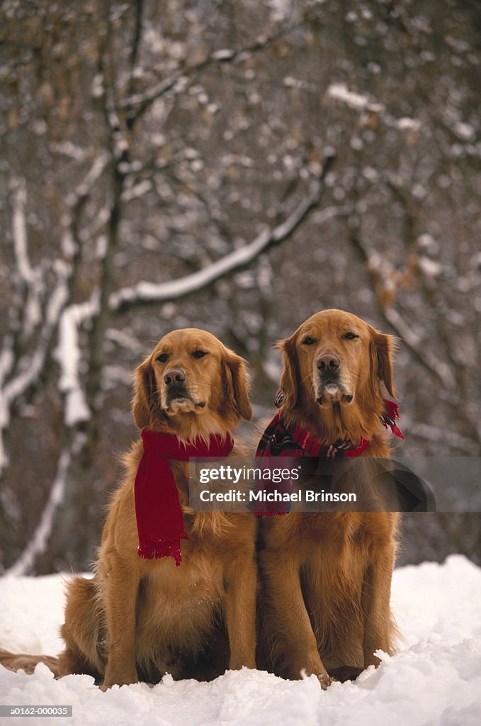 Two Golden Retrievers in Snow