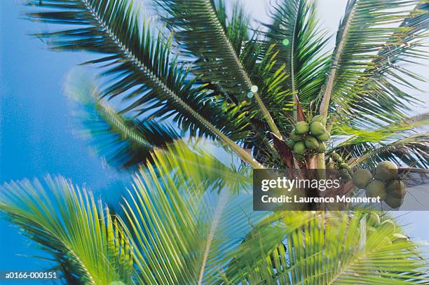 coconut palms in breeze - coconut palm tree stock pictures, royalty-free photos & images