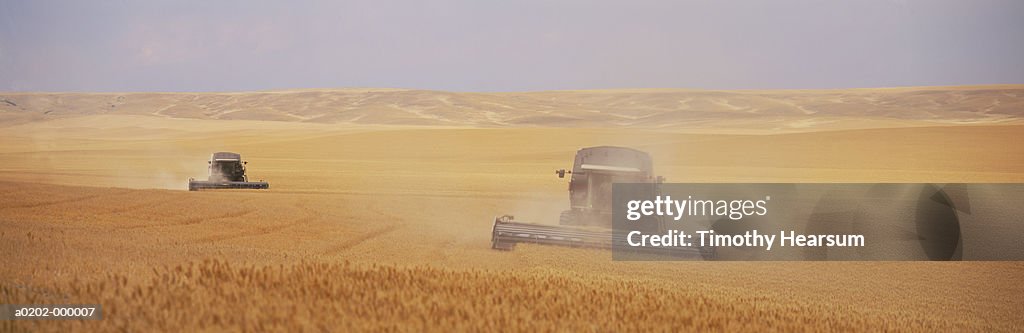 Two Combines Harvesting Wheat