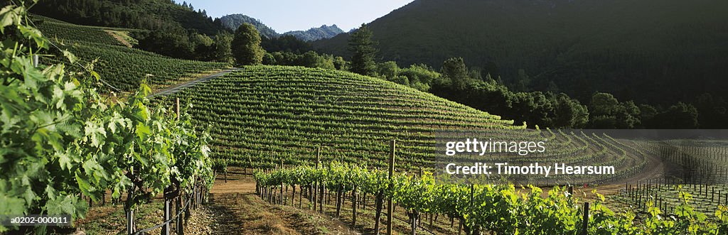 Contour Vineyard