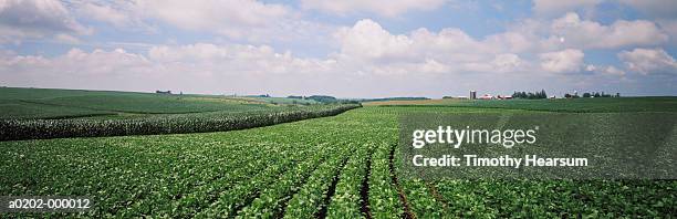 soybean fields - panoramic farm stock pictures, royalty-free photos & images