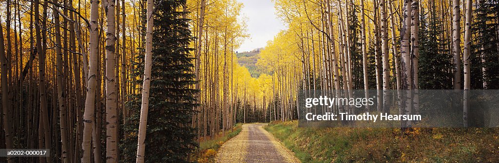 Path Through Aspen Tree Forest