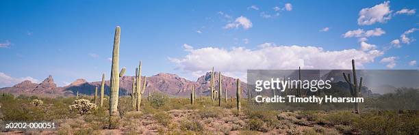 saguaro cacti - cactus desert stock pictures, royalty-free photos & images