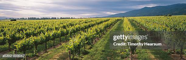 vineyard - california centrale foto e immagini stock