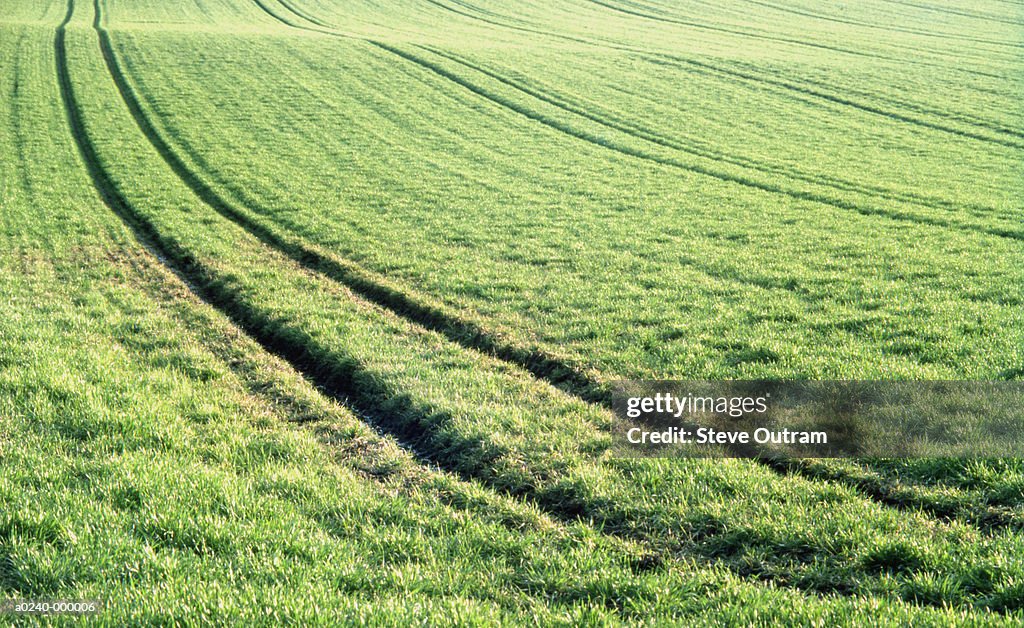 Tire Tracks in Field