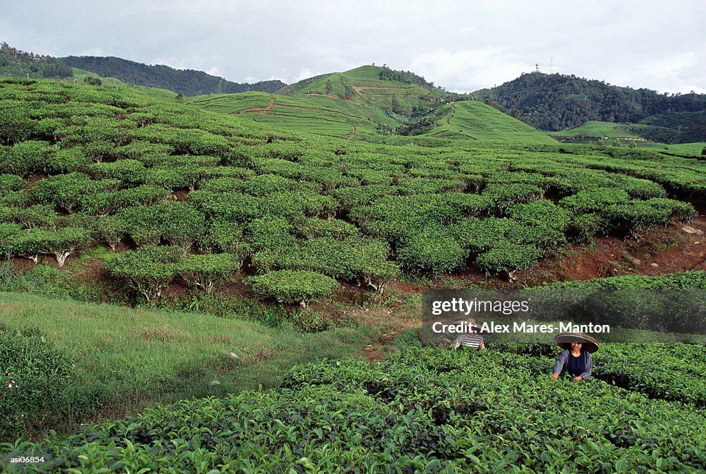 Indonesia, Bandung, tea plantation