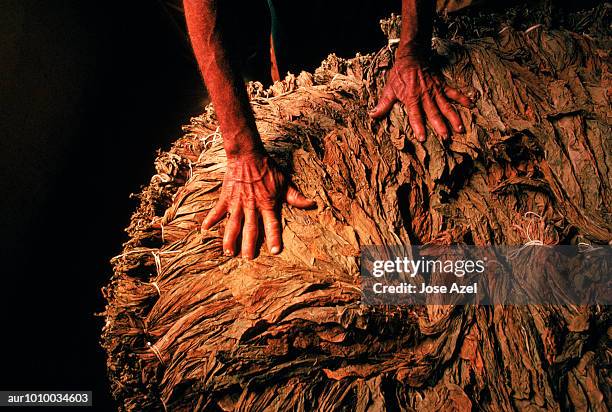 a man selects tobacco for making and packaging - pinar del rio 個照片及圖片檔