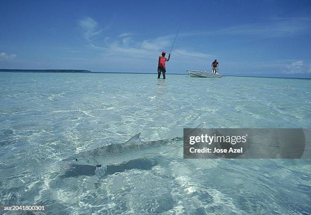 two fishermen fishing in the ocean as a bonefish swims across, florida, usa. - bonefish imagens e fotografias de stock