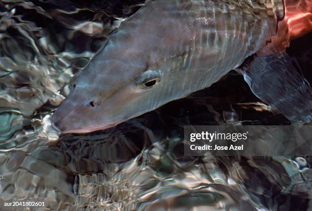 close-up of a bonefish head, florida, usa. - bone fish stock-fotos und bilder