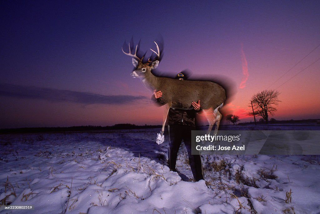 A man places a decoy deer to catch wildlife poachers, USA.