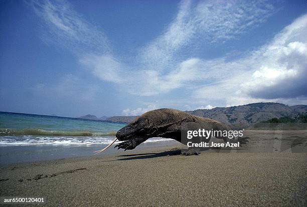 komodo dragon on a sandy beach, indonesia. - gespleten tong stockfoto's en -beelden