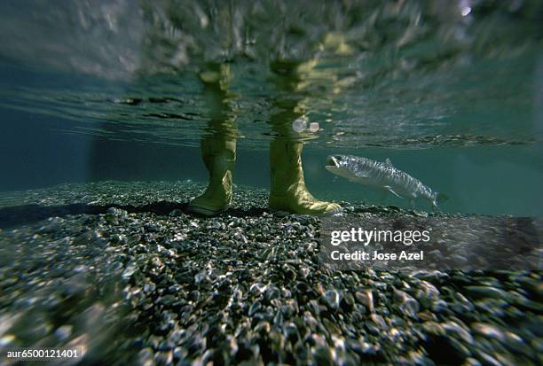 underwater view of boots and a trout, patagonia, argentina. - freshwater stock pictures, royalty-free photos & images