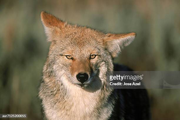 a wild furry coyote stares at the camera. - coyote imagens e fotografias de stock