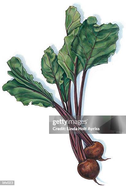 beets - beet isolated stock illustrations