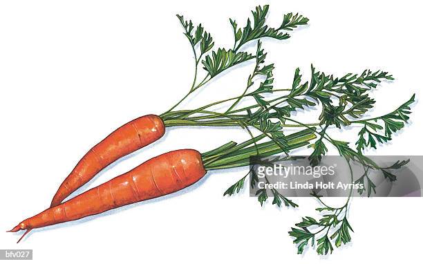 ilustrações, clipart, desenhos animados e ícones de carrots - organic compound