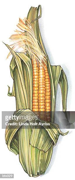 stockillustraties, clipart, cartoons en iconen met ear of corn - kaf