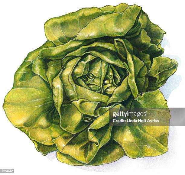 head of lettuce - boston lettuce stock illustrations