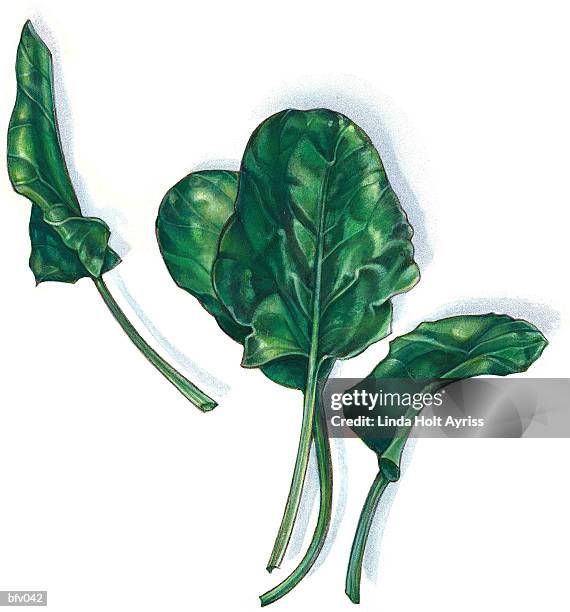 spinach - acrylic and colored pencil stock illustrations