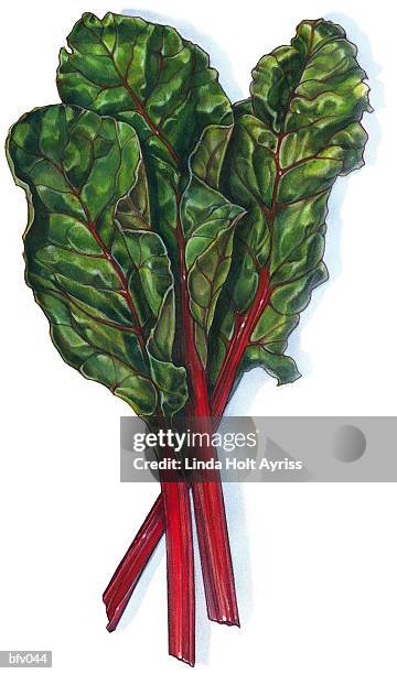 swiss chard - beet isolated stock illustrations