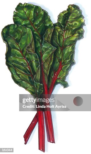 Swiss Chard Swiss Chard