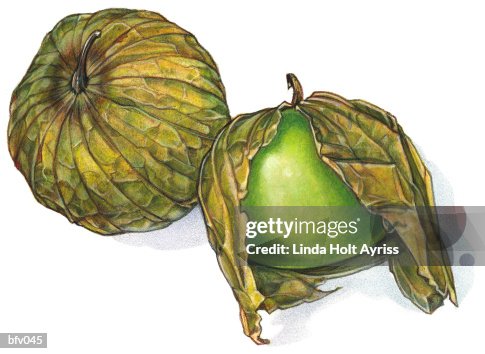 Tomatillo Tomatillo