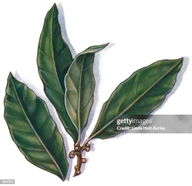 bay leaf - bay leaf white background stock illustrations