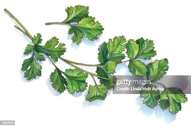 cilantro - coriander leaf stock illustrations