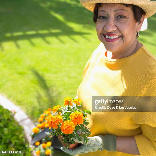 high angle view of a mature woman holding a potted plant - dave and les jacobs stock-fotos und bilder