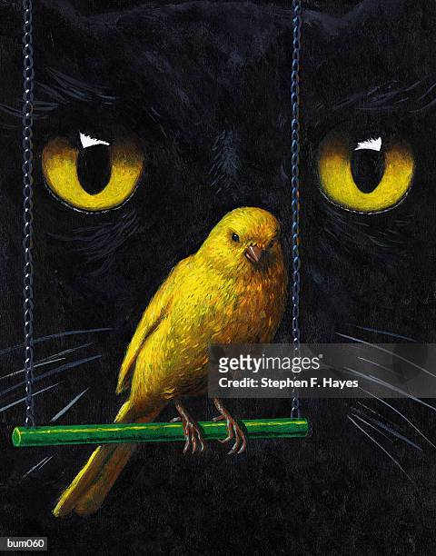 illustrazioni stock, clip art, cartoni animati e icone di tendenza di cat & canary - canarino delle isole canarie