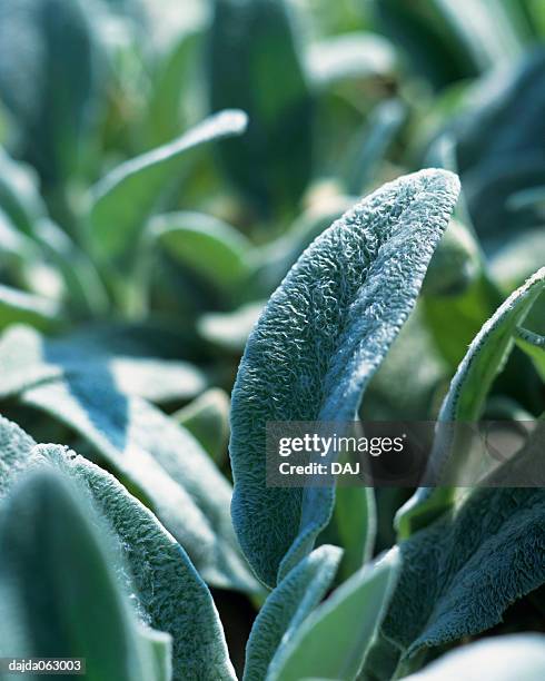 lamb's ear, close up - big ears stock pictures, royalty-free photos & images