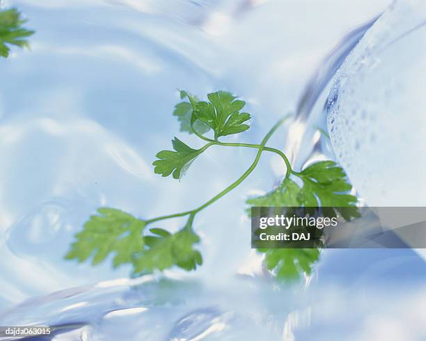 chervil - chervil stock pictures, royalty-free photos & images