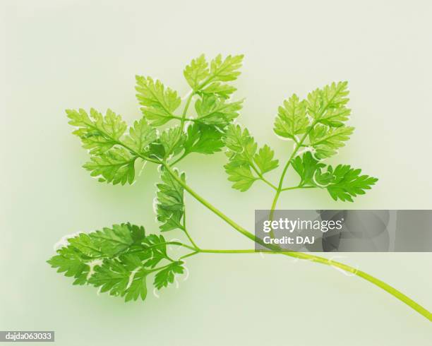 chervil - chervil stock pictures, royalty-free photos & images