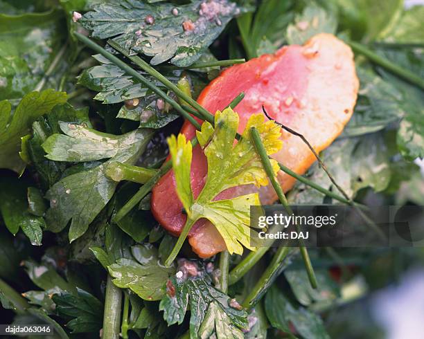 italian parsley, - italian parsley stock pictures, royalty-free photos & images