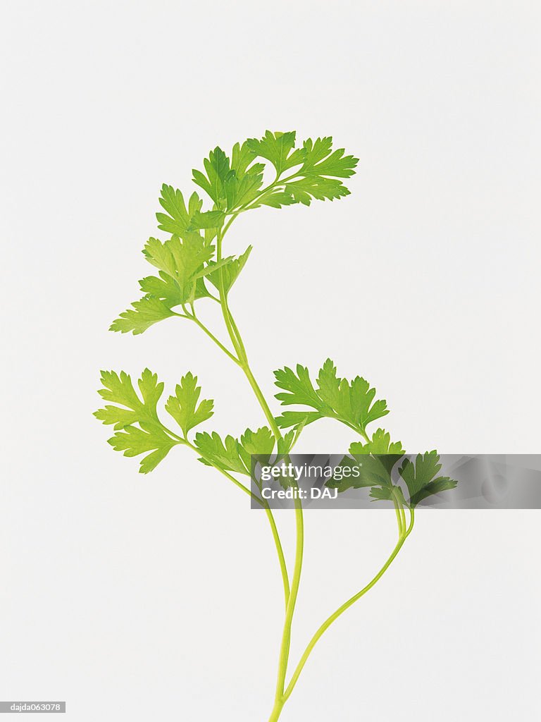 Italian parsley