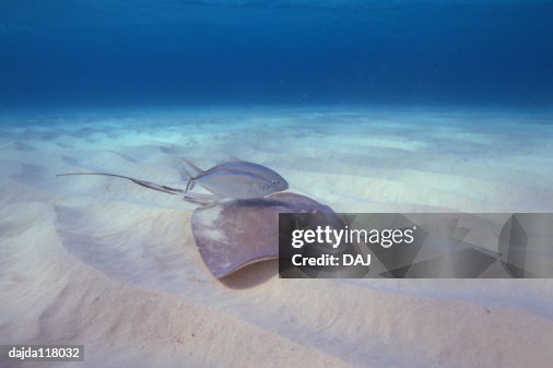Sting rays Sting rays