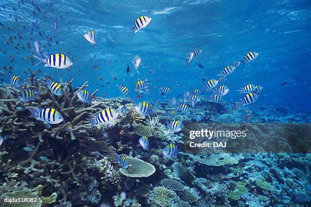 large group of fish swimming in the sea - sergeant major fish stock pictures, royalty-free photos & images