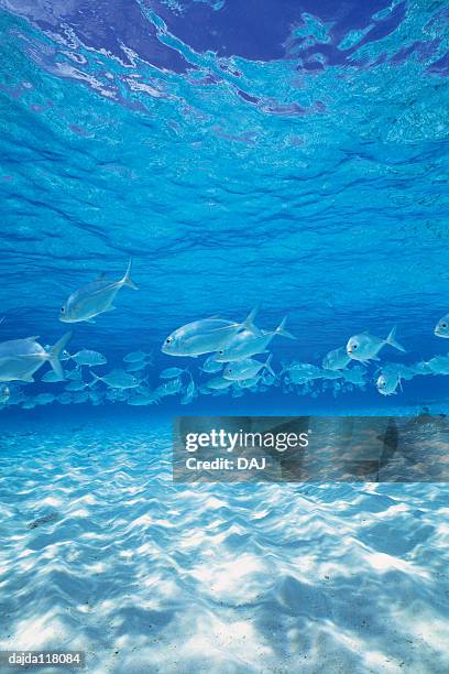 large group of fish swimming in the sea - trevally jack stock pictures, royalty-free photos & images