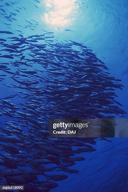large group of fish swimming in the sea - trevally jack stock pictures, royalty-free photos & images