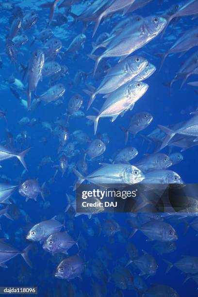 large group of fish swimming in the sea - jack fish stock pictures, royalty-free photos & images
