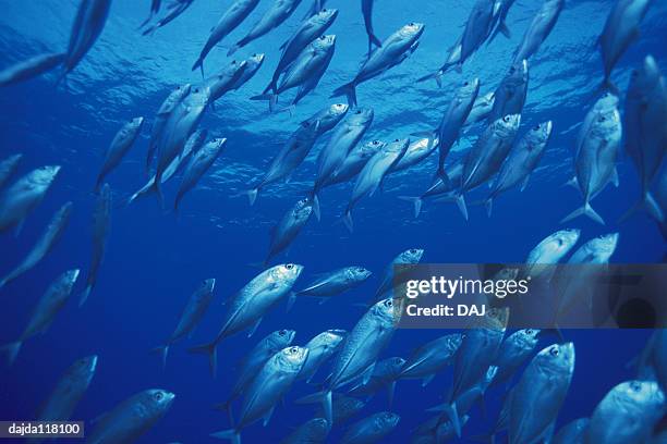 large group of fish swimming in the sea - trevally jack stock pictures, royalty-free photos & images