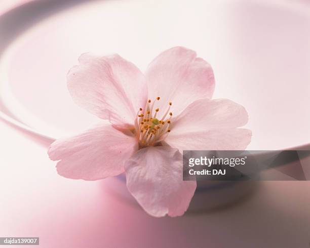 cherry blossom and sake cup - copo de saké - fotografias e filmes do acervo