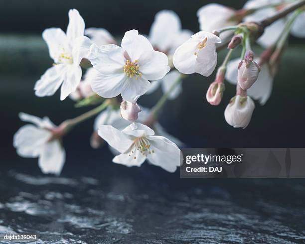 cherry blossoms, close up - cherry blossoms foto e immagini stock