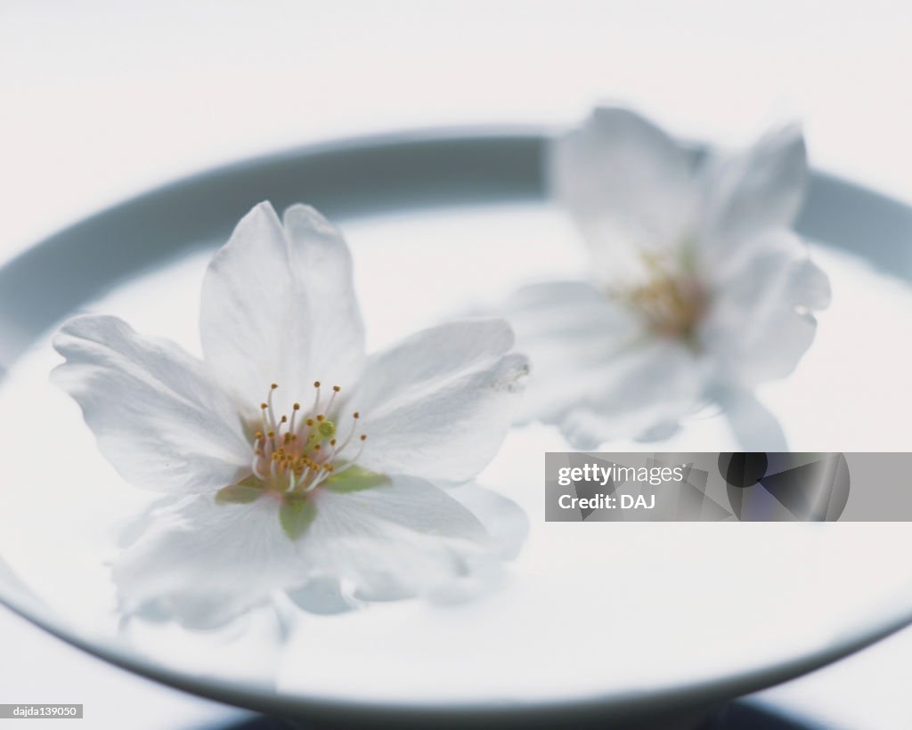 Cherry blossoms on the sake cup