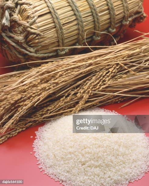 rice - botte de plant de riz photos et images de collection