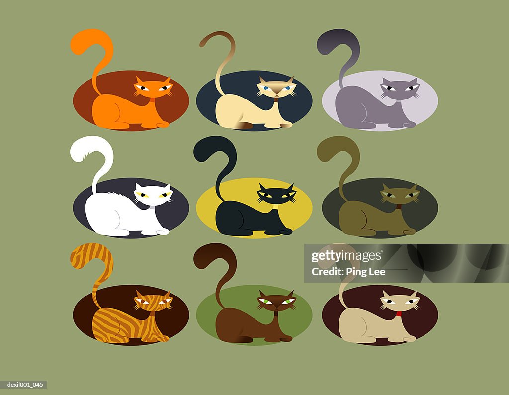 Nine cats in various colors