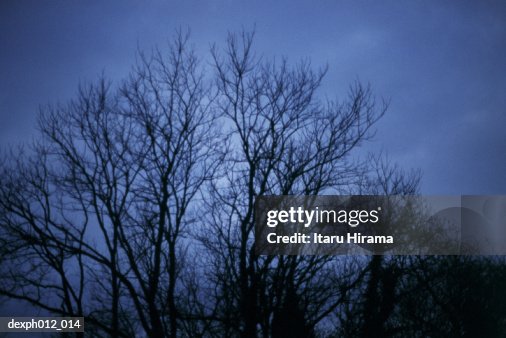 A bare tree A bare tree