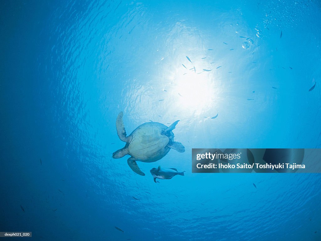 Sea turtle, underwater view from below