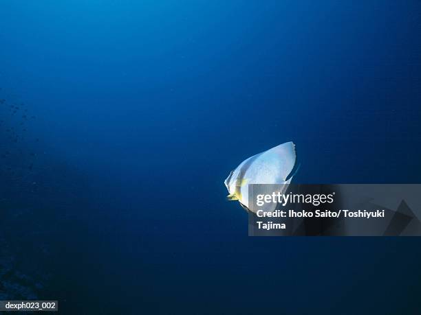 batfish (playtax orbicularis) - batfish stock pictures, royalty-free photos & images