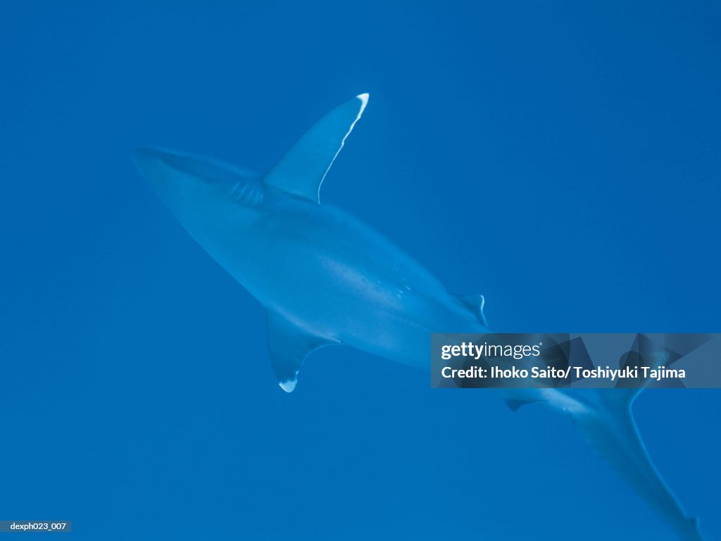 Caribbean Reef Shark (Carcharhinus perezi)